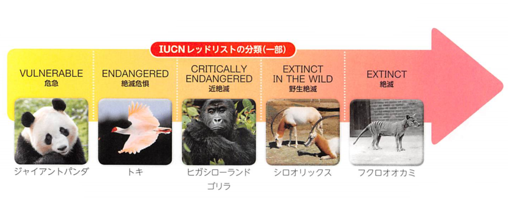 和訳 New Horizon 3年 Unit 3 Animals On The Red List Scene 2 P38 教科書の英語